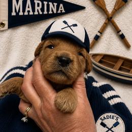 Marina - Red  female Goldendoodle puppy in Placerville, California from New Dawn Poodles and Doodles