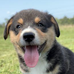 Pembroke Welsh Corgis from Maddie Corgis