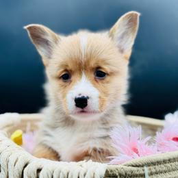 Female 1 - Red female Pembroke Welsh Corgi puppy in Hale, Michigan from All Hale Corgis