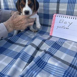Yellow collar - Black tan and white male Beagle puppy in Lemoore, California from Linda's Puppies