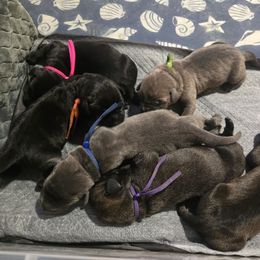 CORNBREAD - Gray and fawn male Cane Corso puppy in St. Cloud, Florida from Magical Creature Cane Corso