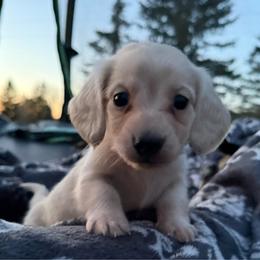 JJ - Cream male Dachshund puppy in Cattaraugus County, New York from H&C’s Dachshunds and Retrievers