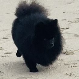 Coco - Pomeranian