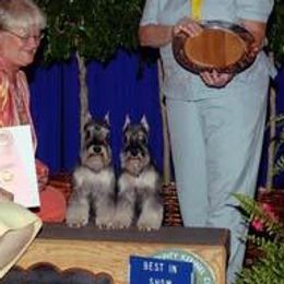 Miniature Schnauzers from Croix Lac Schnauzers