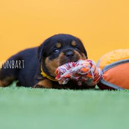 Rottweiler Puppies from Vonbart Rottweilers