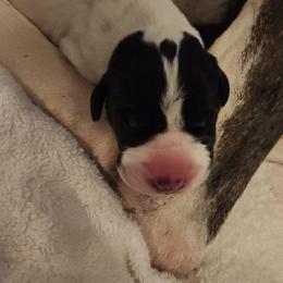 Piebald female 3 - Black and white female Great Dane puppy in Gig Harbor, Washington from Lakaya Danes
