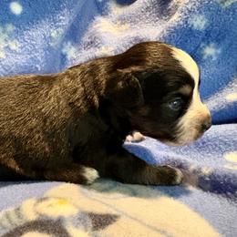 Claus - Black tri male Miniature Australian Shepherd puppy in Port Saint Lucie, Florida from Charlene Brannon's Mini Australian Shepherds