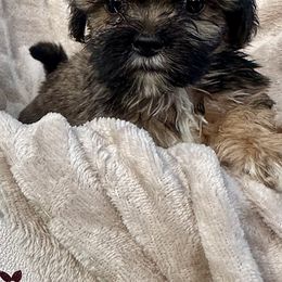 Boy 2 - Red gold male Lhasa Apso puppy in Charlotte, North Carolina from Toy Poodle and Maltese Perfection
