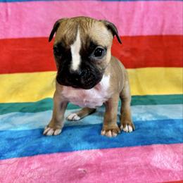 Red Female - Red female American Pit Bull Terrier puppy in Nine Mile Falls, Washington from Bartin Kennels