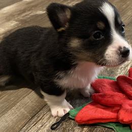 American Corgi and Pembroke Welsh Corgi Puppies from Wild West Corgis