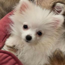 Uma - White female Pomeranian puppy in El Centro, California from BabyBooPoms