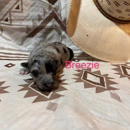 Breezie - Blue merle female Australian Shepherd puppy in Rose Hill, North Carolina from Motega Australian Shepherds