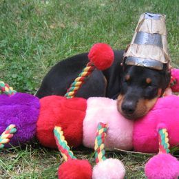 Doberman Pinscher Puppies from Laurel Vail