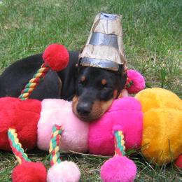 Doberman Pinscher Puppies from Laurel Vail