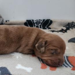 Ivy - Dapple female Dachshund puppy in Anaconda, Montana from Williams Family Dachshunds