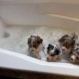 Australian Shepherd Puppies from Double BarH