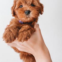 Cherry (Purple) - Red  female Goldendoodle puppy in Beaverton, Oregon from Henry Elliots