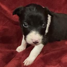 Dixie - Border Collie puppy in Texas from Broadmoor Farm