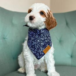 Paris - Parti Goldendoodle puppy in Chattanooga, Tennessee from Ruby's Kit & Ka'Doodles