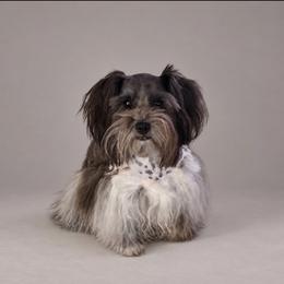 Stoney - Miniature Schnauzer