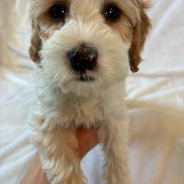 Sneezy - Brown and white male Cockapoo puppy in Adrian, Oregon from ApplebyFarm