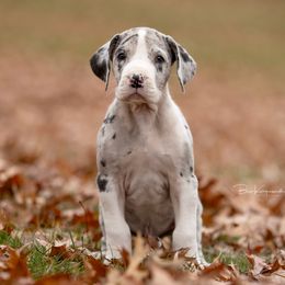 Gandalf - Great Dane puppy from Foto Danes