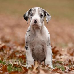 Gandalf - Great Dane puppy from Foto Danes