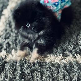 Luna - Black and tan parti female Pomeranian puppy in Modesto, California from My Secret Poms