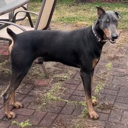 Doberman Pinscher All Grown Up from T.W. Dobermans of New Jersey