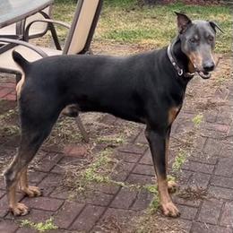Doberman Pinscher All Grown Up from T.W. Dobermans of New Jersey