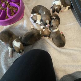 Pembroke Welsh Corgi Puppies from 10 Mile Creek Farms