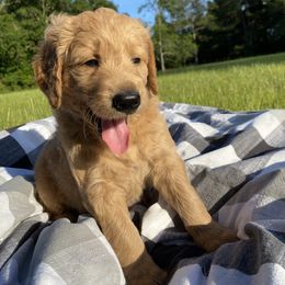 Goldendoodle Puppies from Honeydoodles