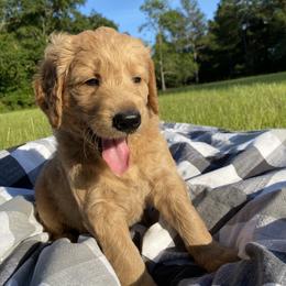Goldendoodle Puppies from Honeydoodles