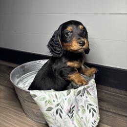 Dachshund, Shih Tzu, and Yorkshire Terrier Puppies from Happy Hounds and More🐾
