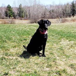 Labrador Retrievers from LaBelle Labradors