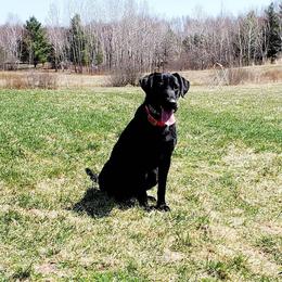 Labrador Retrievers from LaBelle Labradors