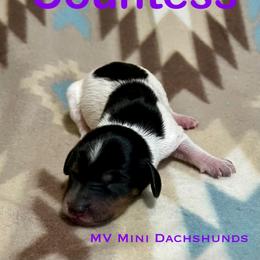 Countess - Piebald female Dachshund puppy in Carlsbad, Texas from MV Mini Dachshunds