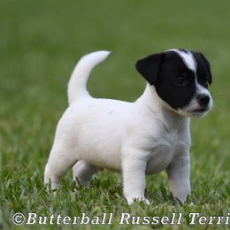 Leo - White and black male Russell Terrier puppy in Citra, Florida from Butterball Kennel