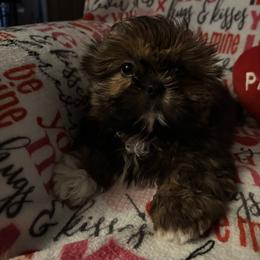 Boy 2 - Shih Tzu puppy from Mending Hearts Shih Tzu's