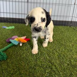 Case - long coat - White and black male Dalmatian puppy in Sedalia, Missouri from Missouri Dalmatians
