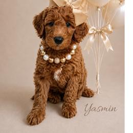 Yasmin - Red  female Goldendoodle puppy in State Road, North Carolina from Must Love Doodles