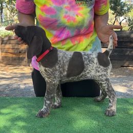 German Shorthaired Pointer Puppies from Kahaka Kennels
