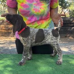 German Shorthaired Pointer Puppies from Kahaka Kennels