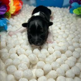 Boy 5 - Black tan and white male Biewer Terrier puppy in Douglas, Georgia from Southern Georgia Yorkies and biewers