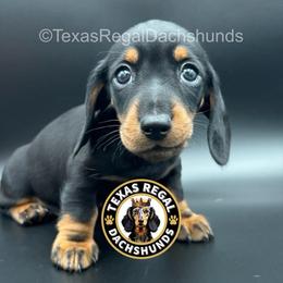 Colin - Black and tan male Dachshund puppy in Houston, Texas from Texas Regal Dachshunds LLC
