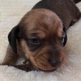 Scooter - Sable male Dachshund puppy in Wallingford, Kentucky from Hensley Homestead Dachshunds