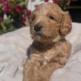 Cooper - Apricot male Goldendoodle puppy in Pahrump, Nevada from Cold Creek Doodles