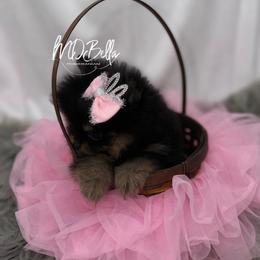 Mila AKC - Black and tan female Pomeranian puppy in Houston, Texas from MD Bella Pomeranian