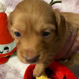 Bonnie long haired - Red female Dachshund puppy in Elizabethtown, Kentucky from Teeny Tiny Puppy Tails