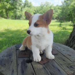 Boy 3 - White and red male Pembroke Welsh Corgi puppy in Houston, Missouri from Pistol Creek Puppies